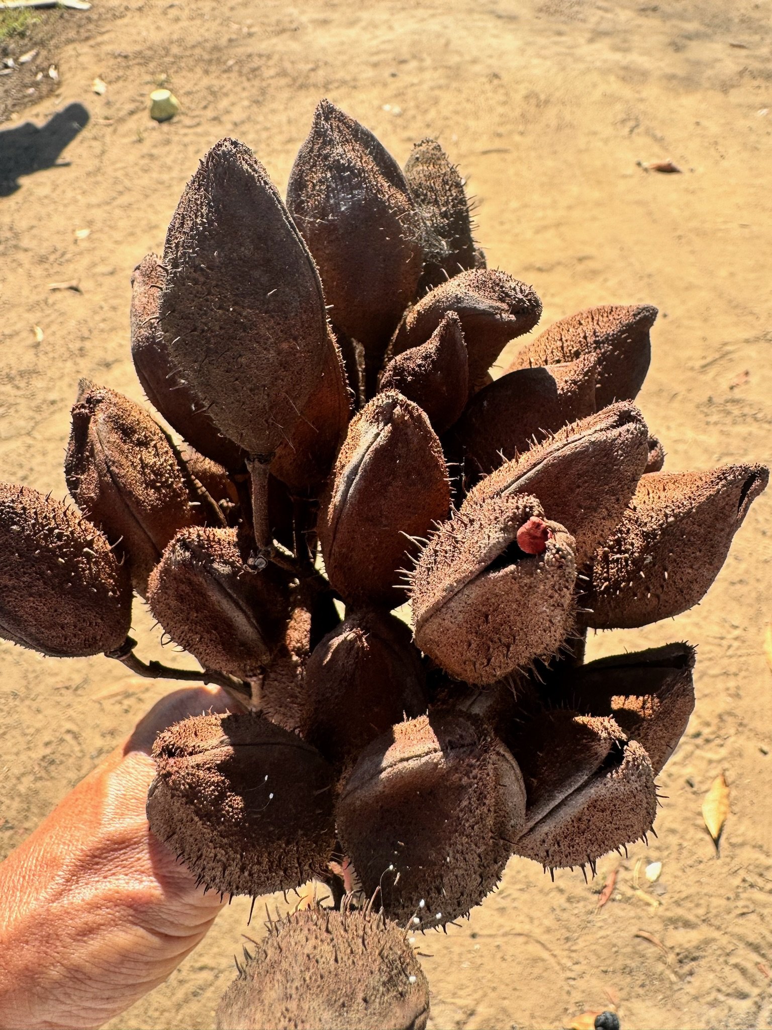 Detalhe de cápsulas de urucum