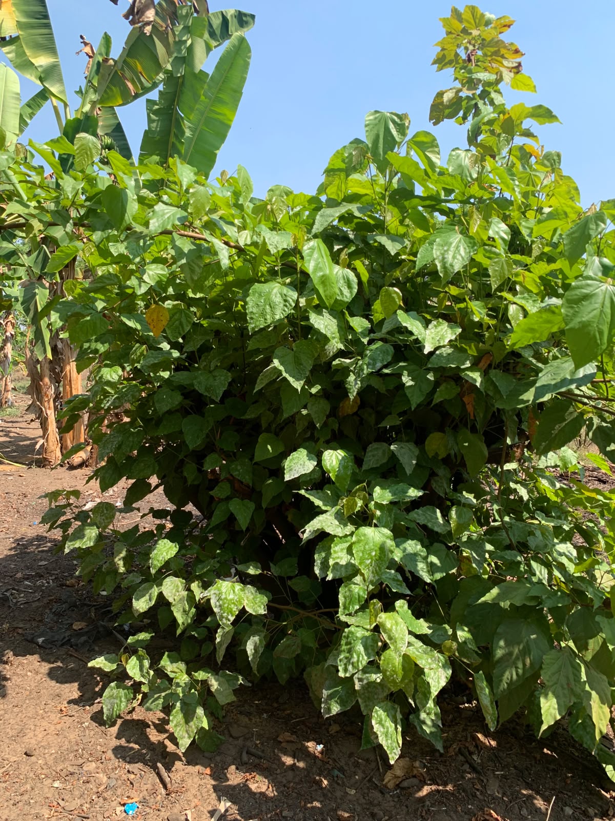 Arbusto de urucum em campo