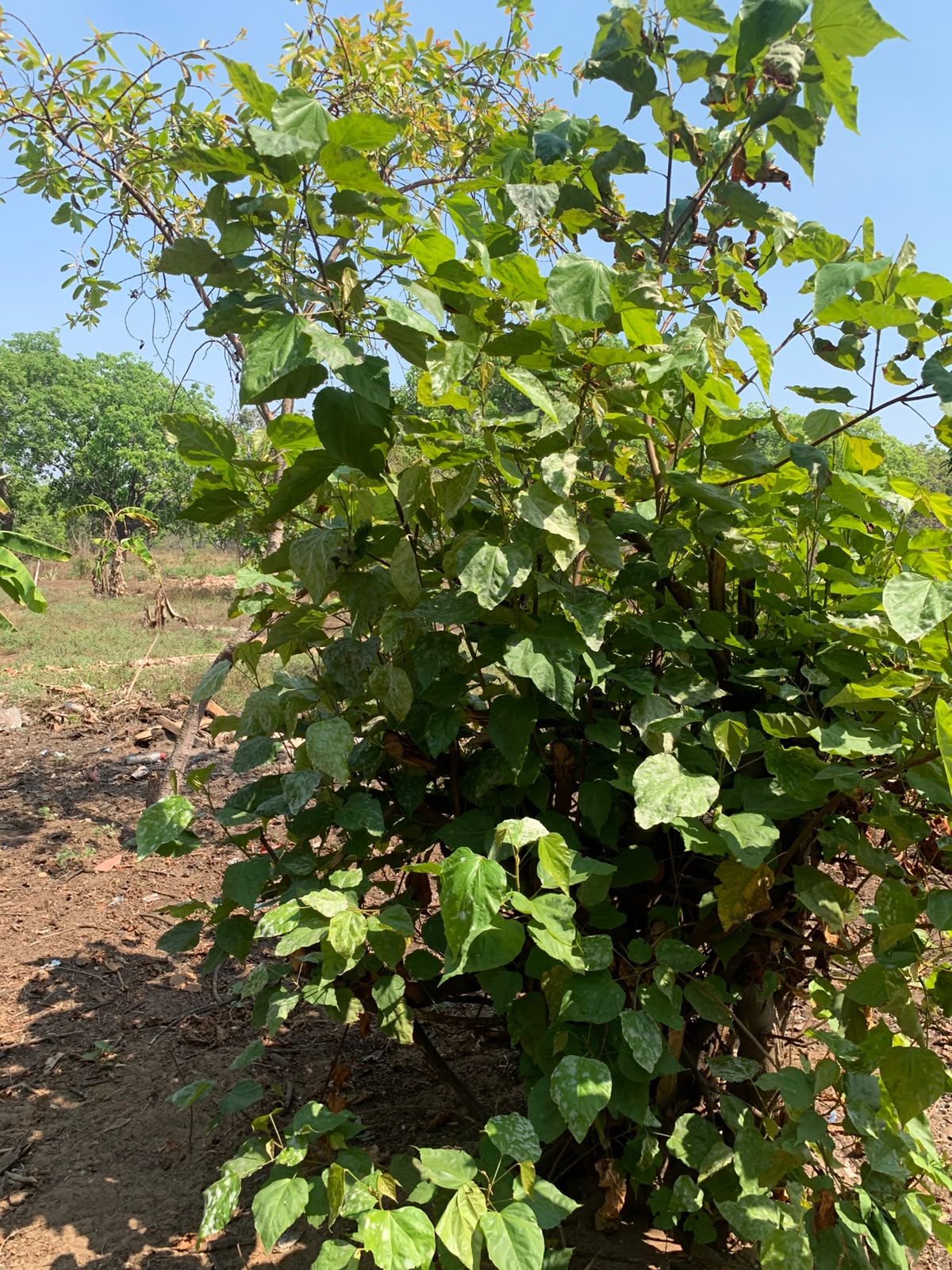 Arbusto de urucum em campo, outro ângulo