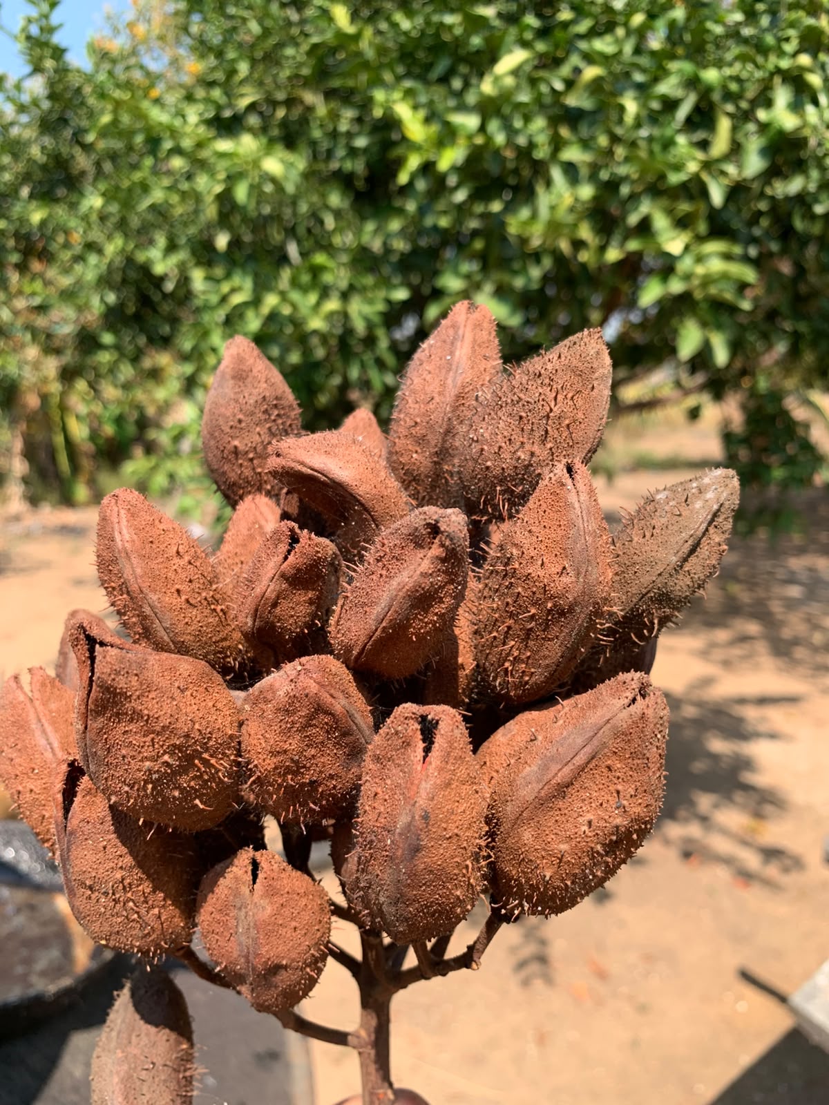 Cápsulas de urucum, variedade de cápsula arredondada