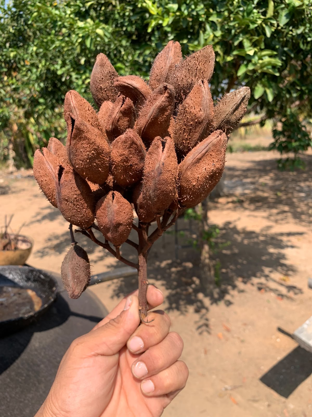 Urucum, cápsula arredondada