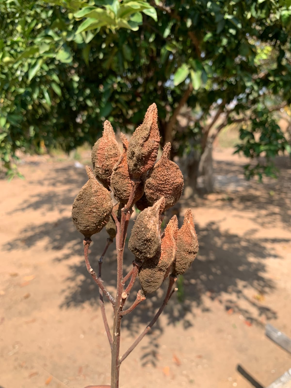 Cápsulas de urucum, variedade de cápsula pontiaguda