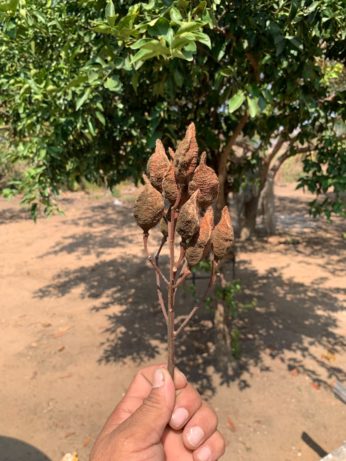 Urucum, cápsula pontiaguda